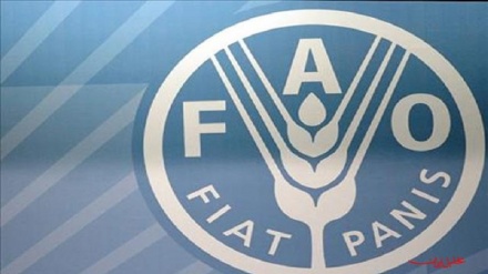 FAO paralajmëron krizë globale të sigurisë ushqimore me përhapjen e virusit Korona