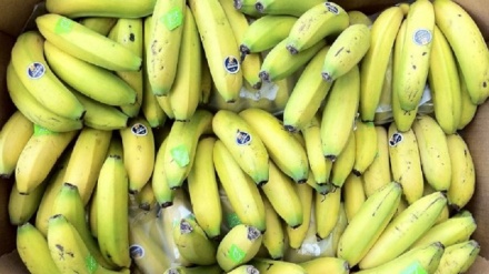Африкалик олимлар бананлар генини ўзгартиришга киришди
