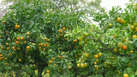 La storia di due fratelli