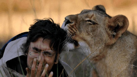 Hombre termina devorando por un león al cual criaba