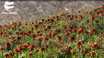 Tulip Terbalik di Golestan Kouh 