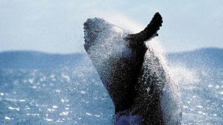 Filippine, trovati 40 kg di plastica nello stomaco di una balena 