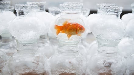 Blerja e dhuratave për Novruzin në atmosferën e ftohtë në Arak