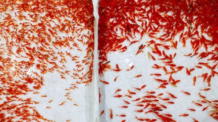 Ikan Mas Koki untuk Perayaan Nowruz