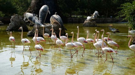 テヘラン野鳥公園