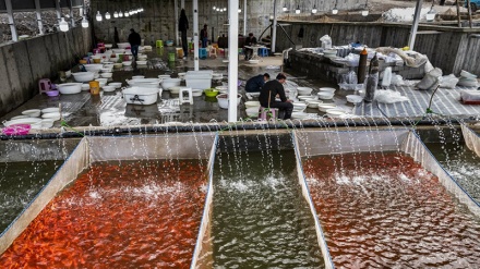 Budidaya Ikan Hias untuk Perayaan Nowruz