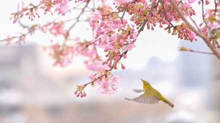 Sur les pas du printemps…