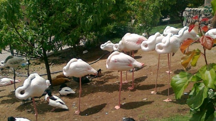 Aquí es Irán (Jardín de pájaros de Qamsar) 