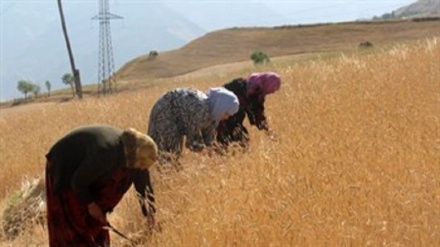 فعالیت 60 درصد زنان شاغل در تاجیکستان در بخش کشاورزی  