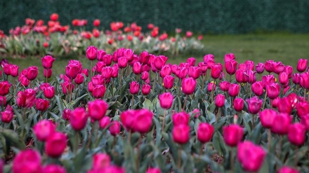 Festival Bunga Tulip di Iran 