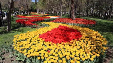 Festival Bunga Tulip dan Nargis di Mashhad