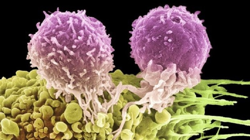 Саратон иммунотерапияси: Касаллик билан курашманг, иммунитет устида ишланг