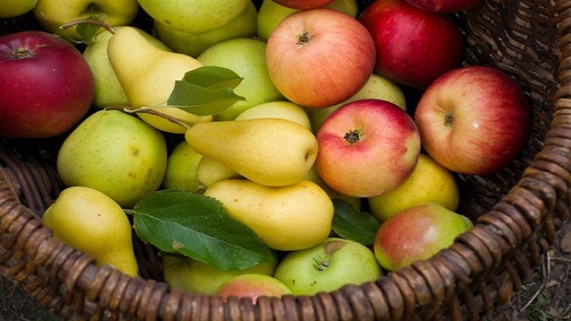 مصرف سیب و گلابی با بدن ما چه می کند؟