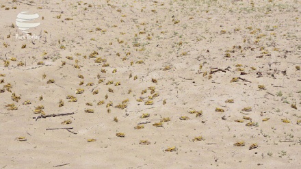 (VIDEO) E' emergenza locuste in Africa