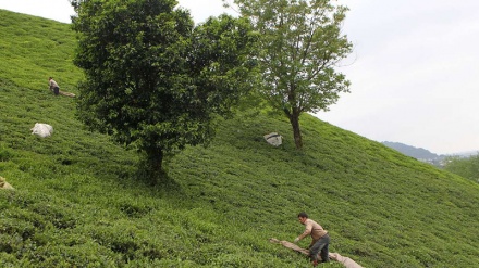Iran: Tee-Ernte in Gilan 