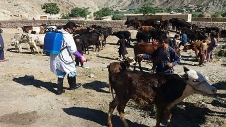 مبارزه با تب کنگو در افغانستان آغاز شد