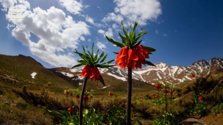 Fotos: Campo de Fritillarias en ciudad persa de Jansar