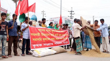 রংপুরে মহাসড়কে ধান ছিটিয়ে বিক্ষোভ, খাদ্যমন্ত্রীর সমালোচনা করলেন হুইপ 