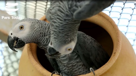 Taman Burung Ghamsar di Kashan