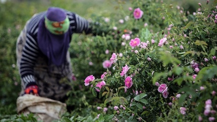 Rosenernte in Iran