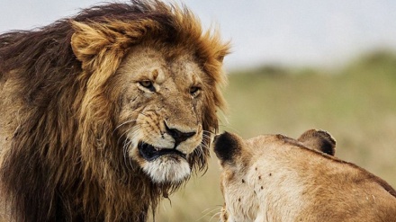絶滅したイランライオンが、ー世紀ぶりに祖国に帰還
