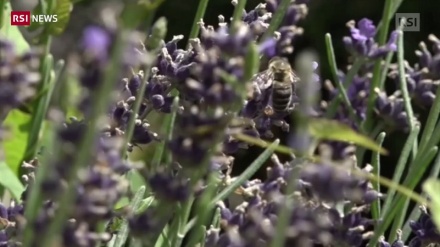 Ambiente: un milione di specie minacciate