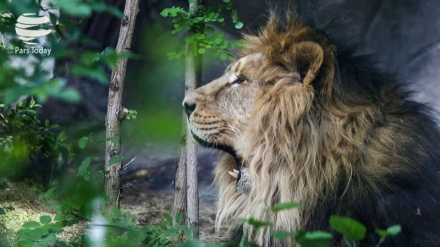 Sudafrica, cacciatori canadesi festeggiano la morte del leone ucciso