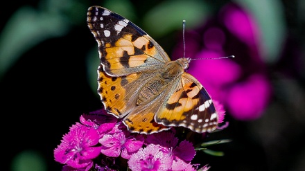 Kthimi i fluturave në Teheran