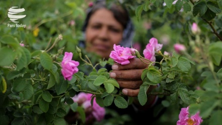 Fotos: Cosecha de Rosa damascena en ciudad persa de Biryand