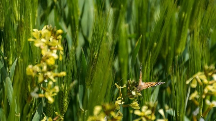 सुर्ख़े में गेहूं के लहलहाते खेत