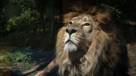 Iranischer Löwe kehrt nach 78 Jahren nach Iran zurück