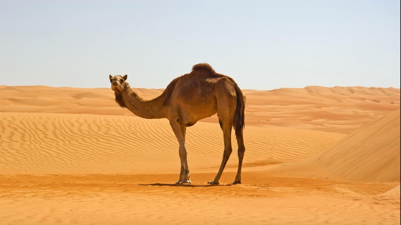 Conoscere l'Islam (31): la creazione del cammello