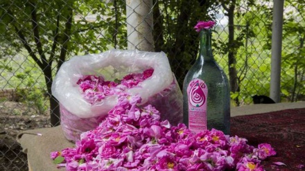 Fotos: Preparación de agua de rosas en Qamsar