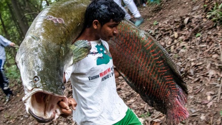 Peshkimi i një peshku të madh në Brazil