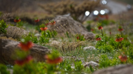 फ़ार्स प्रांत में उलटे ट्यूलिप के मैदान