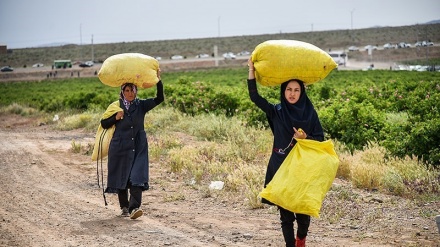 Festival Golabgiri di Kashan