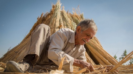 Шерозда бўйра тўқиш (фотожамланма)