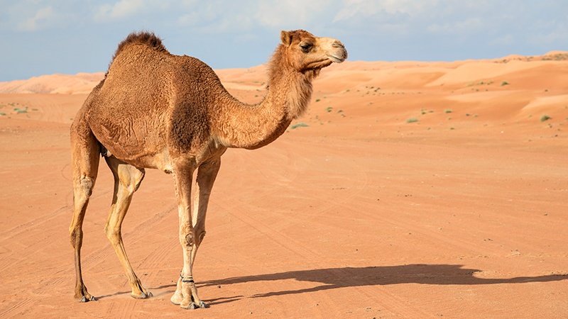Conoscere l'Islam (32):il cammello