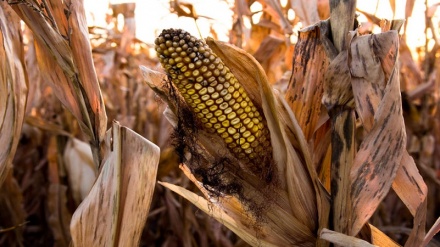 Do we face a global food disaster?                                                    