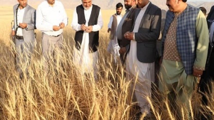 نابودی ۵۰ درصد کشاورزی افغانستان براثر خشکسالی