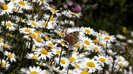 अरदबील में कैमोमाइल के फूलों का खेत 