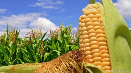 Iran accounts for a third of Brazil’s corn exports: Official