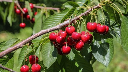 世界におけるサクランボ生産量の順位