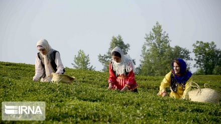 Fuməni Daribağ diədə Çay mədəni-varzışi festival 