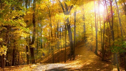 雲上の樹林；秋の幻想的な風景