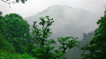 UNESCO votes to place Iran’s ancient Hyrcanian forests on list of World Heritage Sites