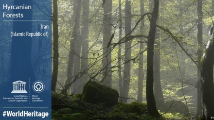 Mengenal Hutan Hirkani Iran yang Masuk dalam Daftar Warisan Dunia UNESCO