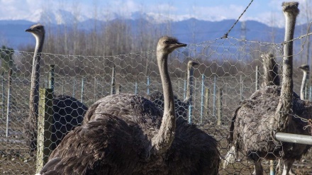 Qilon ostaniku dəvə kijə ixracat