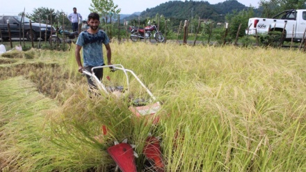 Ostoro bicoronədə bırzi deve bino bıə