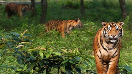 জীববৈচিত্র্য রক্ষার মাধ্যমে সুন্দরবন সম্প্রসারণে সরকারের বিভিন্ন উদ্যোগ: বিশ্লেষক প্রতিক্রিয়া 